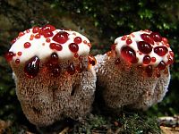 Fauna & Flora: hydnellum peckii fungus