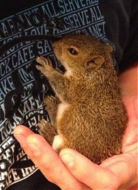 Fauna & Flora: baby squirrel