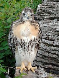 Fauna & Flora: ellis the hawk