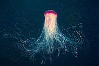 Fauna & Flora: jellyfish