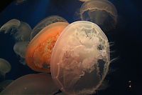 TopRq.com search results: jellyfish