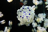 TopRq.com search results: jellyfish