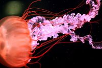 Fauna & Flora: jellyfish