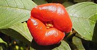 TopRq.com search results: Psychotria Elata