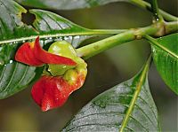 TopRq.com search results: Psychotria Elata