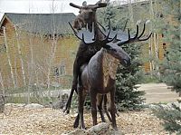 Fauna & Flora: Moose in love with a statue, Grand Lake, Colorado, United States