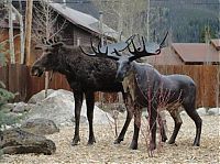 TopRq.com search results: Moose in love with a statue, Grand Lake, Colorado, United States
