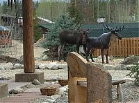 Fauna & Flora: Moose in love with a statue, Grand Lake, Colorado, United States