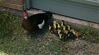 TopRq.com search results: duck laid eggs and made some ducklings