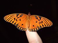 Fauna & Flora: breeding butterflies at home