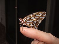 Fauna & Flora: breeding butterflies at home