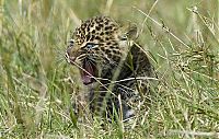 Fauna & Flora: mother leopard rescues her baby