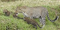 Fauna & Flora: mother leopard rescues her baby