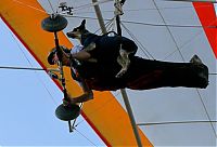 Fauna & Flora: Shadow, the paragliding dog