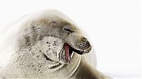 Fauna & Flora: crabeater seal