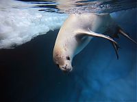 Fauna & Flora: crabeater seal
