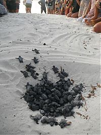 TopRq.com search results: loggerhead sea turtle hatchlings guided to the sea