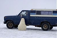 Fauna & Flora: Polar bear inspects a car, Alaska, United States