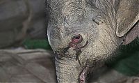 TopRq.com search results: baby elephant cried for hours after mother rejected him