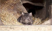 Fauna & Flora: Patrick, 27-year-old wombat