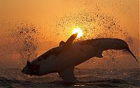 Fauna & Flora: great white shark hunting in the sunset