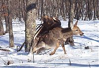 Fauna & Flora: Golden eagle hunting a sika deer, Lazovsky district, Primorsky Krai, Russia