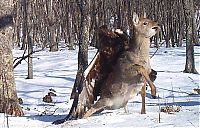 TopRq.com search results: Golden eagle hunting a sika deer, Lazovsky district, Primorsky Krai, Russia