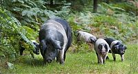 TopRq.com search results: Pannage pigs, New Forest, Hampshire, England, United Kingdom