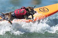 Fauna & Flora: Surf Dog Championship 2013, Coronado Bay Resort, California, United States
