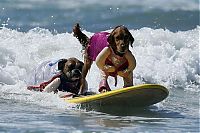 Fauna & Flora: Surf Dog Championship 2013, Coronado Bay Resort, California, United States