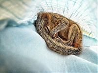 Fauna & Flora: Abandoned baby squirrel rescued by Paul Williams