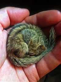 Fauna & Flora: Abandoned baby squirrel rescued by Paul Williams