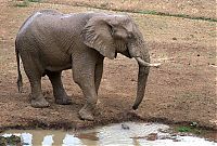 Fauna & Flora: elephant with its trunk grabbed by crocodile