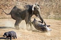 TopRq.com search results: angry elephant attacks a hippopotamus