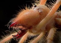Fauna & Flora: solifugae, camel spiders