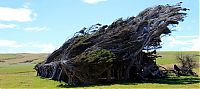 Fauna & Flora: Windswept Trees, Slope Point, South Island, New Zealand