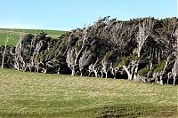 Fauna & Flora: Windswept Trees, Slope Point, South Island, New Zealand