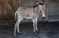 Fauna & Flora: zonkey, zebra donkey hybrid