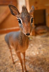 Fauna & Flora: neo, dik-dik tiny antelope