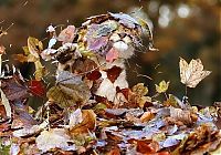 TopRq.com search results: lion cub playing in autumn leaves