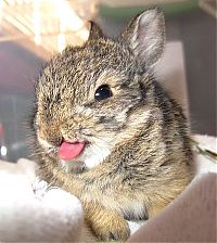 TopRq.com search results: cute bunny rabbit
