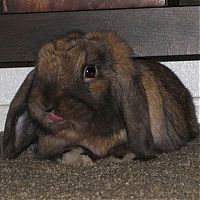 TopRq.com search results: cute bunny rabbit