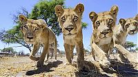 Fauna & Flora: Close lions photos by Chris McLennan, Botswana