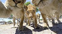 Fauna & Flora: Close lions photos by Chris McLennan, Botswana