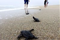 TopRq.com search results: saving baby turtles, rescue operation