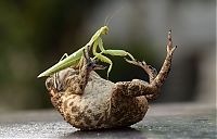 Fauna & Flora: toad tickled by a praying mantis
