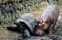 Fauna & Flora: orphan hippo with a 130 years old tortoise