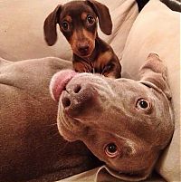 Fauna & Flora: two dogs friends