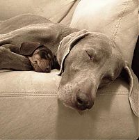 Fauna & Flora: two dogs friends
