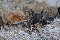 TopRq.com search results: fox with a dog